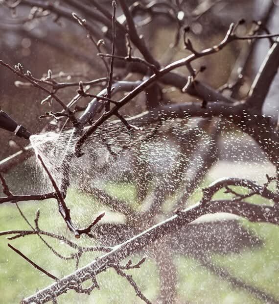 Заказать услуги опрыскивания плодовых деревьев от вредителей и болезней на садовых участках Москвы и Подмосковья на сайте https://obrabotka-sada.ru/