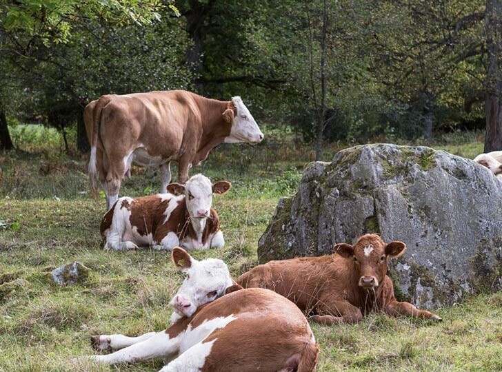 Молоко как гормональный слепок: Почему продукт «счастливой коровы» не имеет ничего общего с магазинным пакетом