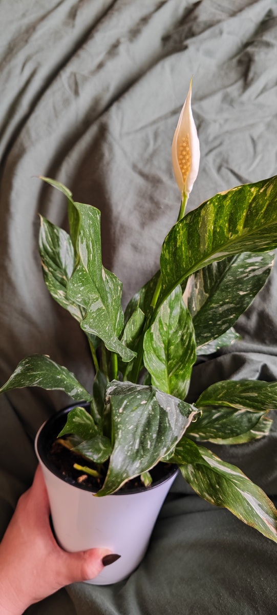 На фото- мой спатифиллум