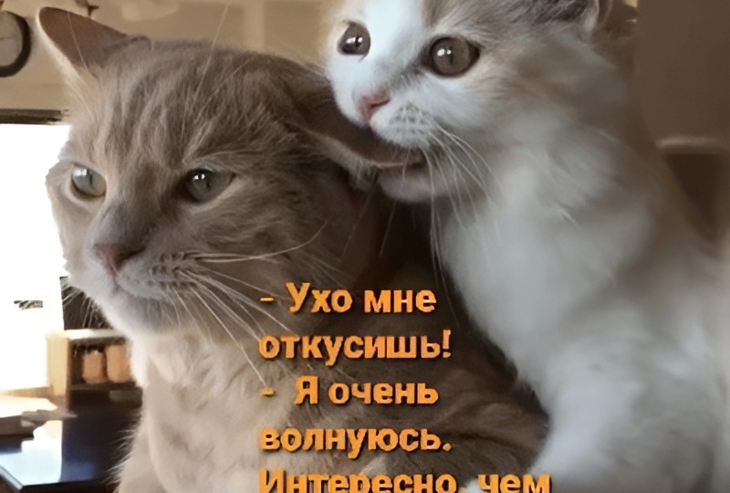 Мемы для настроения: как меня дразнил наглый голубь 😼
