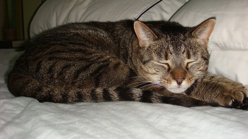 6 сигналов, что ваша кошка несчастна и одинока (а вы не замечаете)