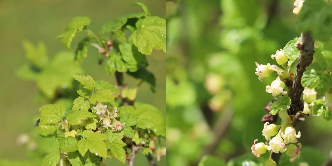 Весенняя обработка смородины и малины за 1 день. Урожай не подводил меня 10 лет