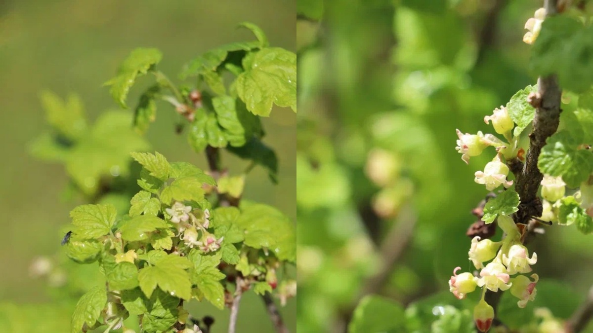 Вот так выглядит смородина в момент, когда пора начинать — зеленый конус только показался