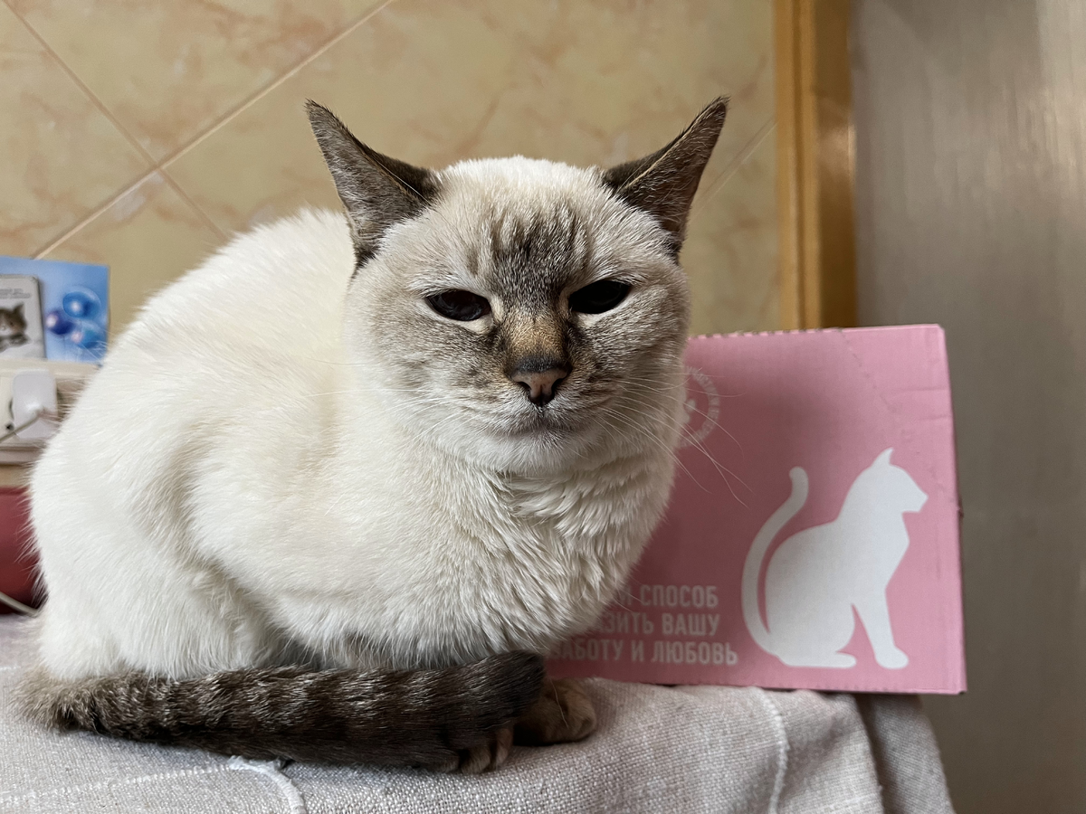 Ева - один из экспертов (да, ей можно сидеть на столе и вообще всё можно)