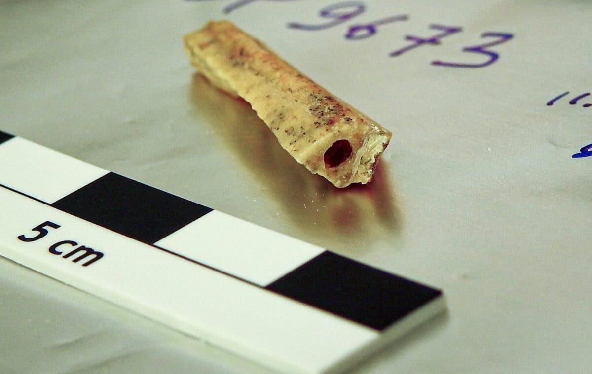    Фрагмент кости, из которого была извлечена ДНК неандертальца возрастом 110 000 лет © Diyendo Massilani et al./Proceedings of the National Academy of Sciences (2026). DOI: 10.1073/pnas.2534576123