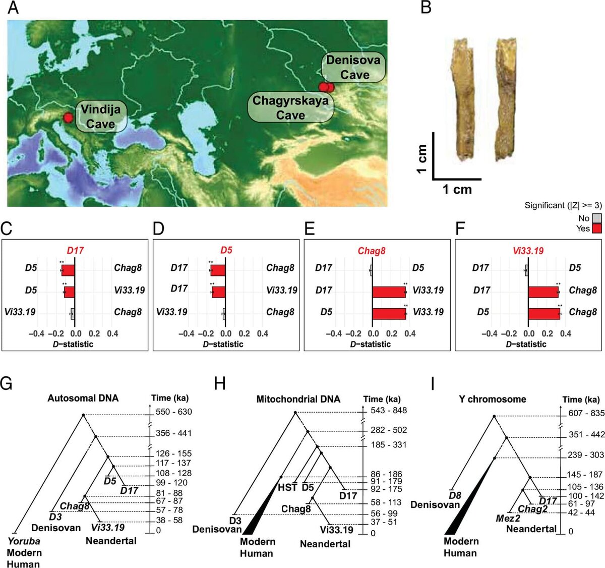    Неандерталец из Денисовой пещеры и его связь с другими неандертальцами / © Diyendo Massilani et al./Proceedings of the National Academy of Sciences (2026). DOI: 10.1073/pnas.2534576123