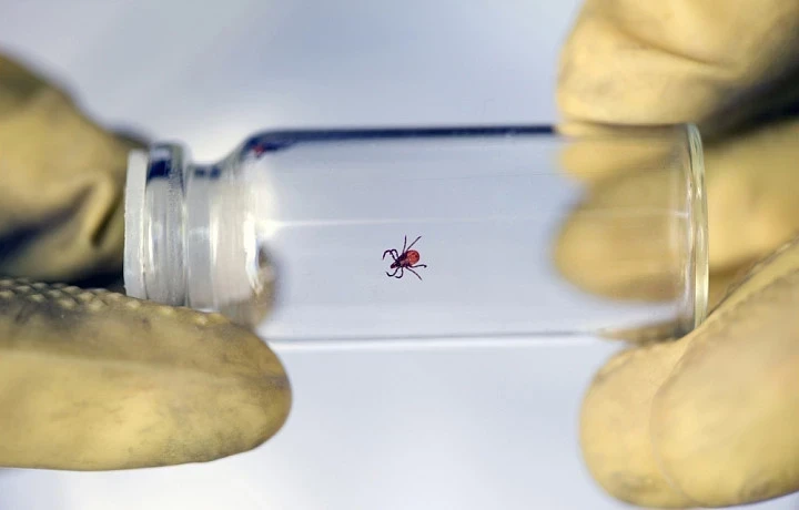 Фото: Photogenica / Bork1