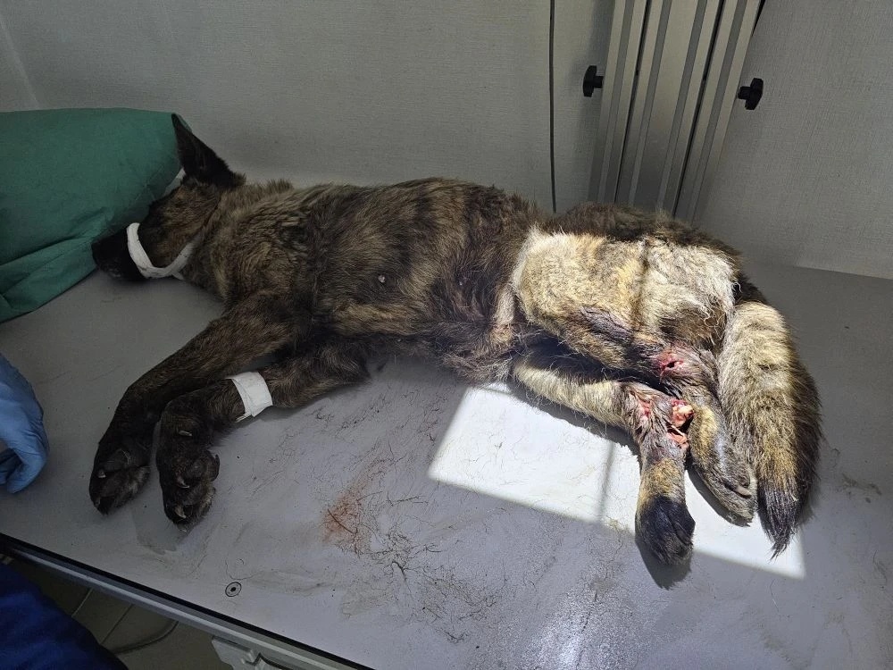 Двое суток Гертруда лежала в кустах, страдая от боли, с открытым переломом и гниющими ранами.