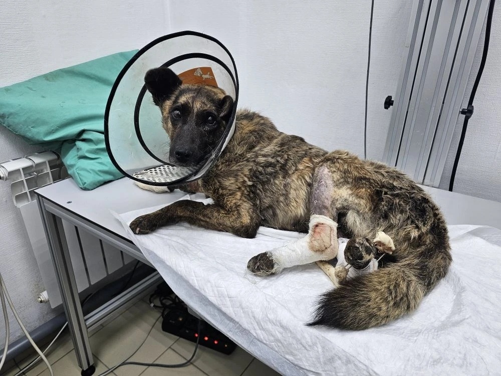 Да, впереди ещё долгий путь к полному восстановлению, но самое страшное — позади!