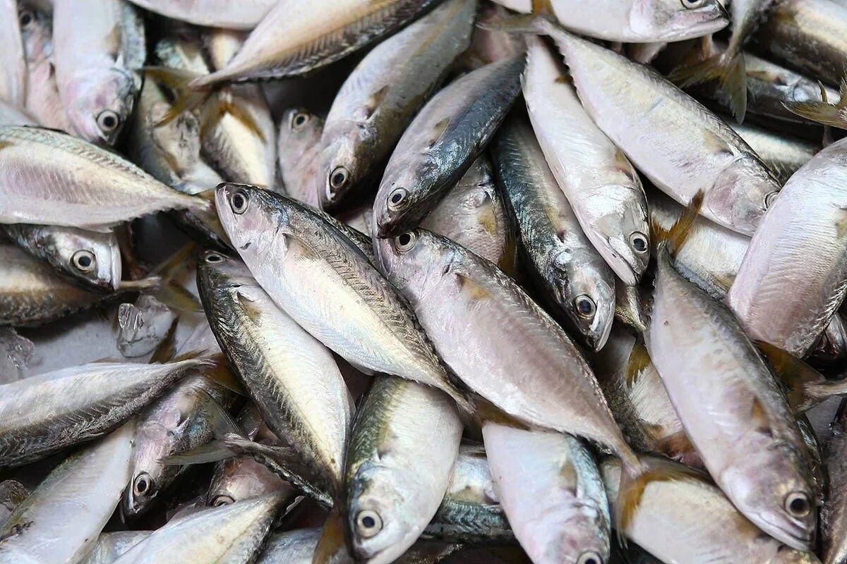 Фото с сайта: https://fishsources.com/fish-products/