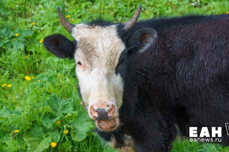    Фото ЕАН. Корова