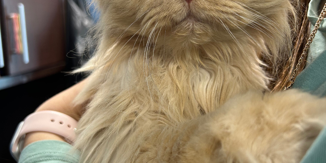 Каждый день мы спасаем тех, кого бросили. Одна из них - Деметра, пожилая кошечка с почти отказавшими задними лапами.