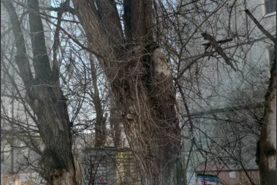    Фото: Рослесозащита