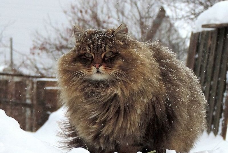 Сибирская кошка: животное великого характера и древней души