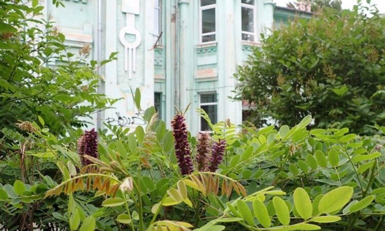    Фото: НОЦ «Ботанический сад НИУ «БелГУ»