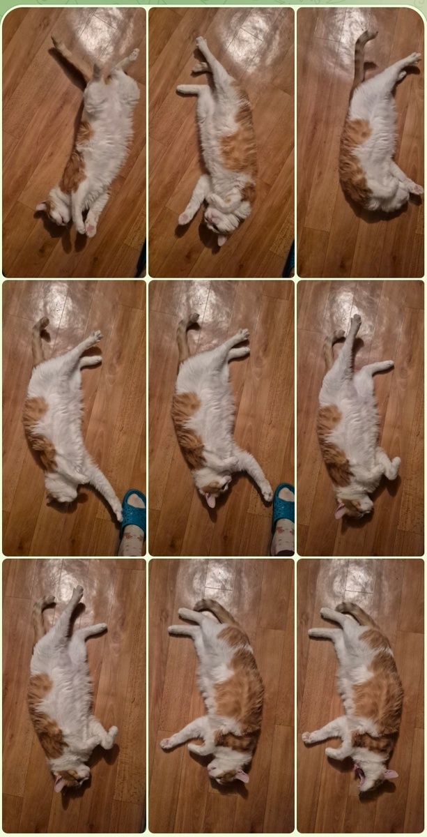 позор семьи