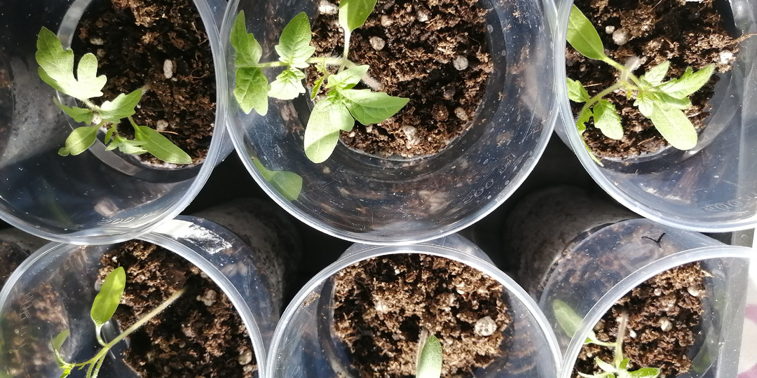 ПИКИРОВКА РАССАДЫ ТОМАТОВ.