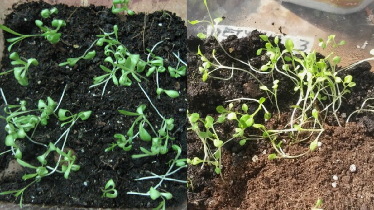 Вот так выглядит петуния до прищипки — один стебель тянется вверх, боковые побеги не растут