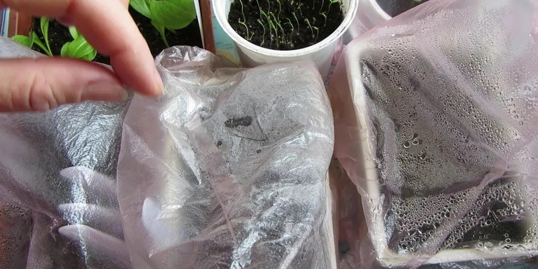 Прищипнул петунию — пошли боковые побеги. Макушки укоренил в грунте за неделю