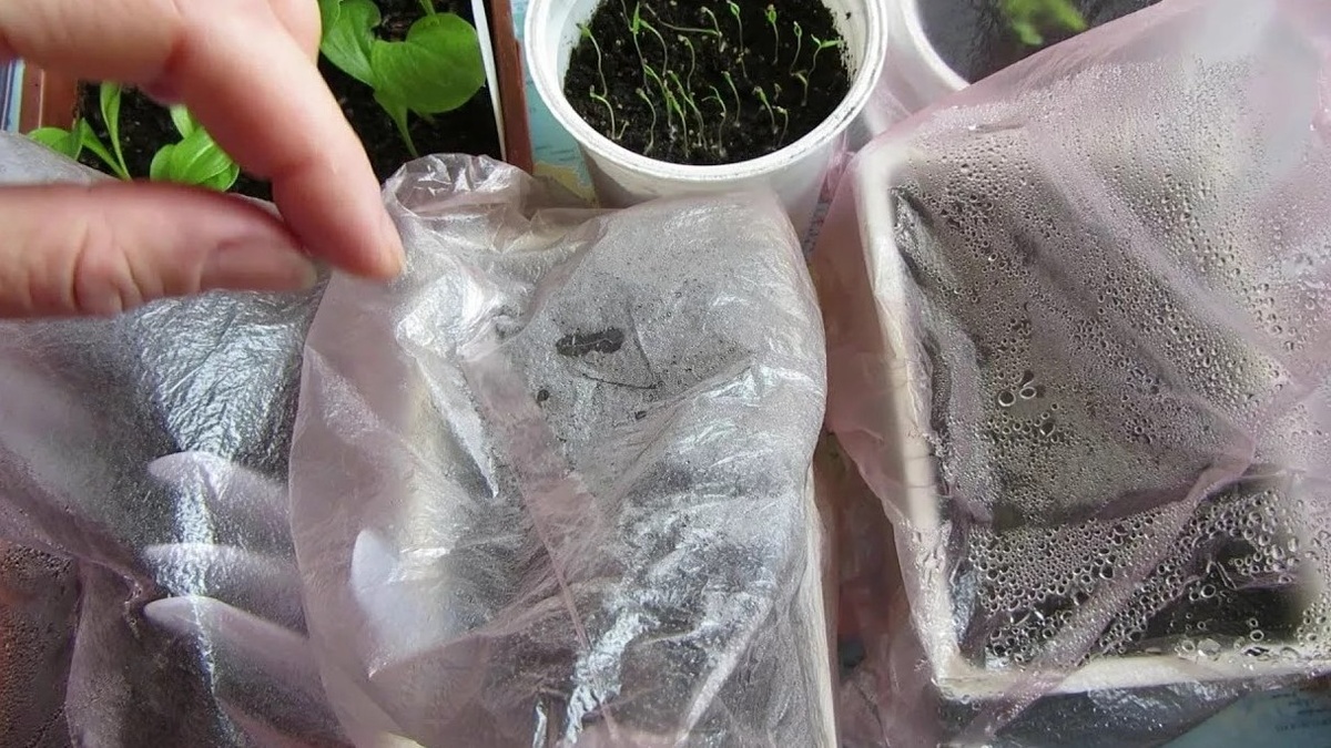 Черенок в грунте под укрытием — через 7-10 дней здесь будут корни