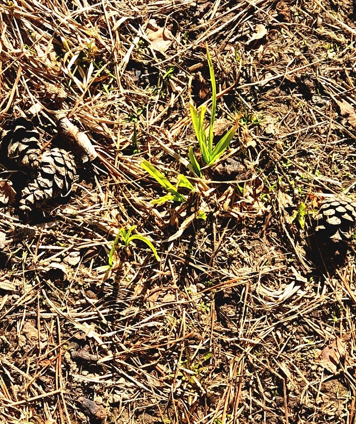 очень робко........