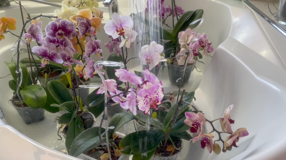 Душевание домашних орхидей. Орхидеи С Еленой Кузнецовой