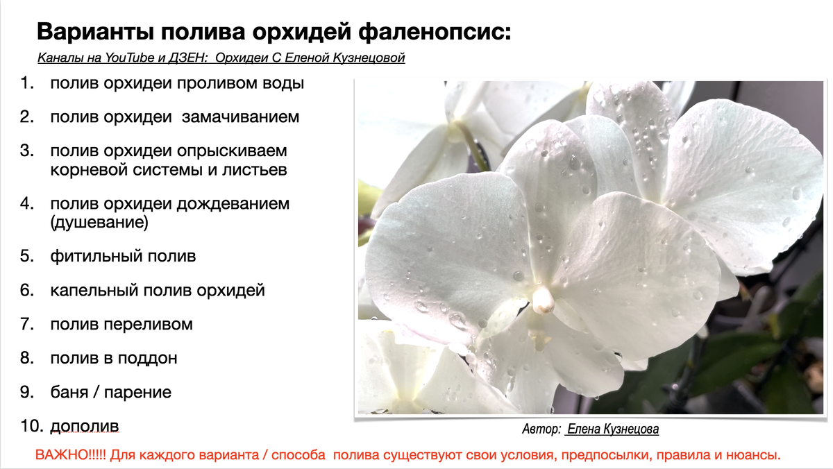 10 вариантов полива орхидей фаленопсис я выделила. Орхидеи С Еленой Кузнецовой