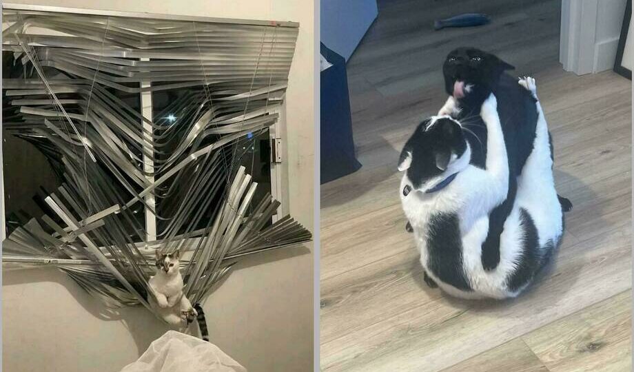 15 фото питомцев, которые явно не ожидали, что их застукают на месте преступления