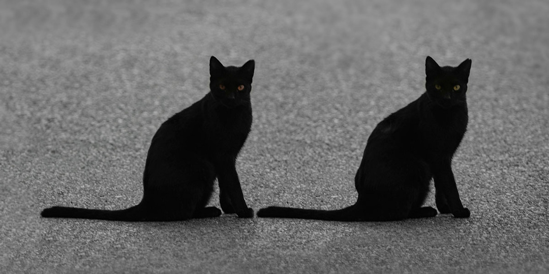 Как чаще испытывать дежавю, и другие интересные факты