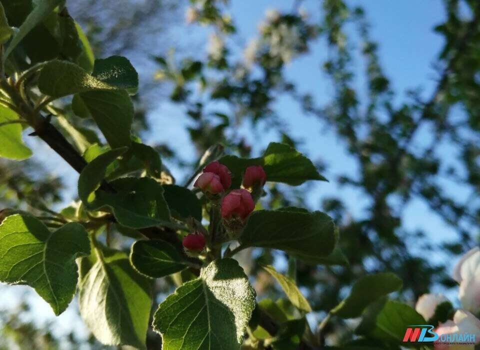    Фото: МТВ.ОНЛАЙН / Елизавета Денисова