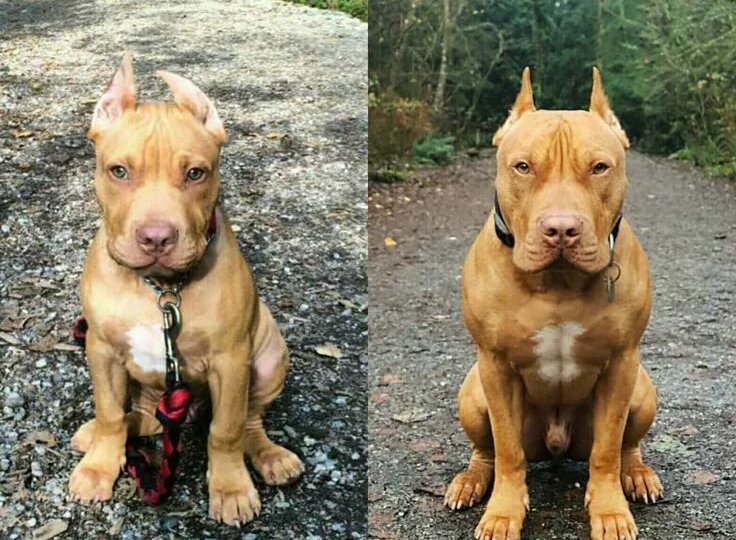 От щенков до взрослых псов