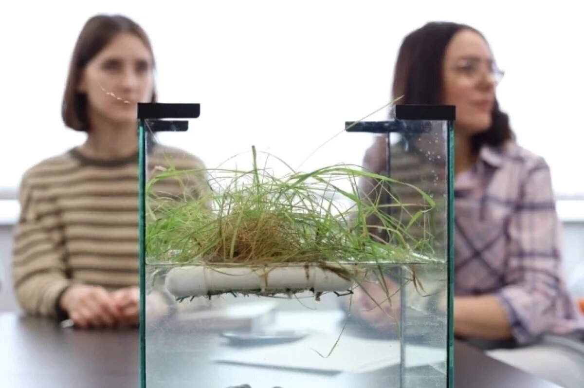    В СибГИУ создают инновационные фитоплоты