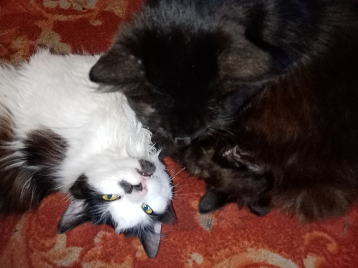 кучка мала))