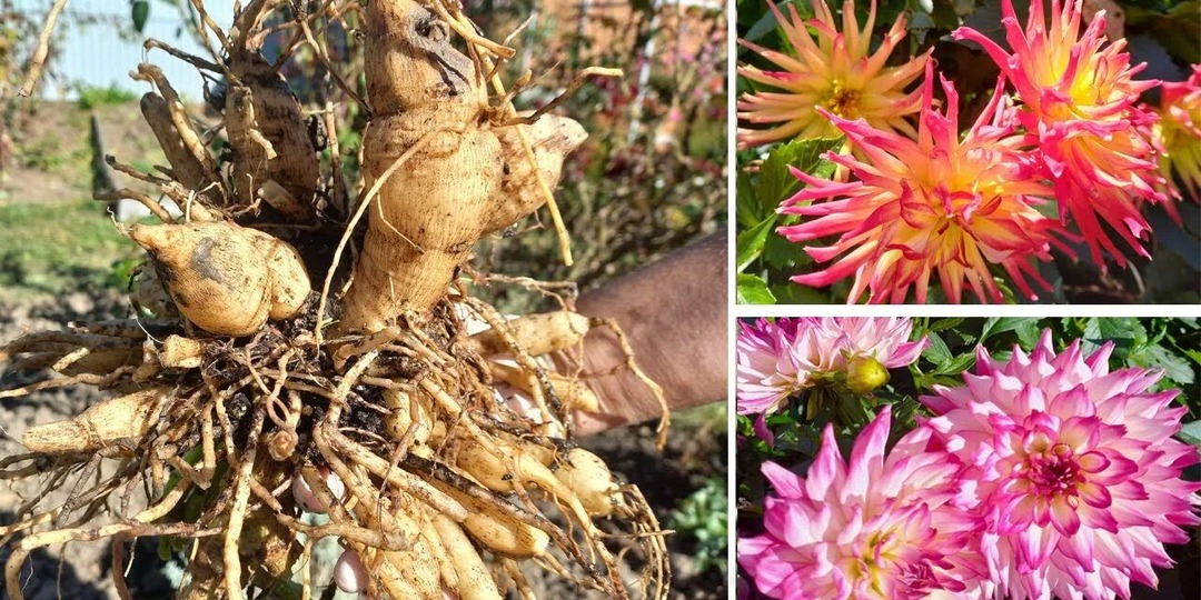 Пробуждаем георгины: пошаговая подготовка к посадке и правила высадки