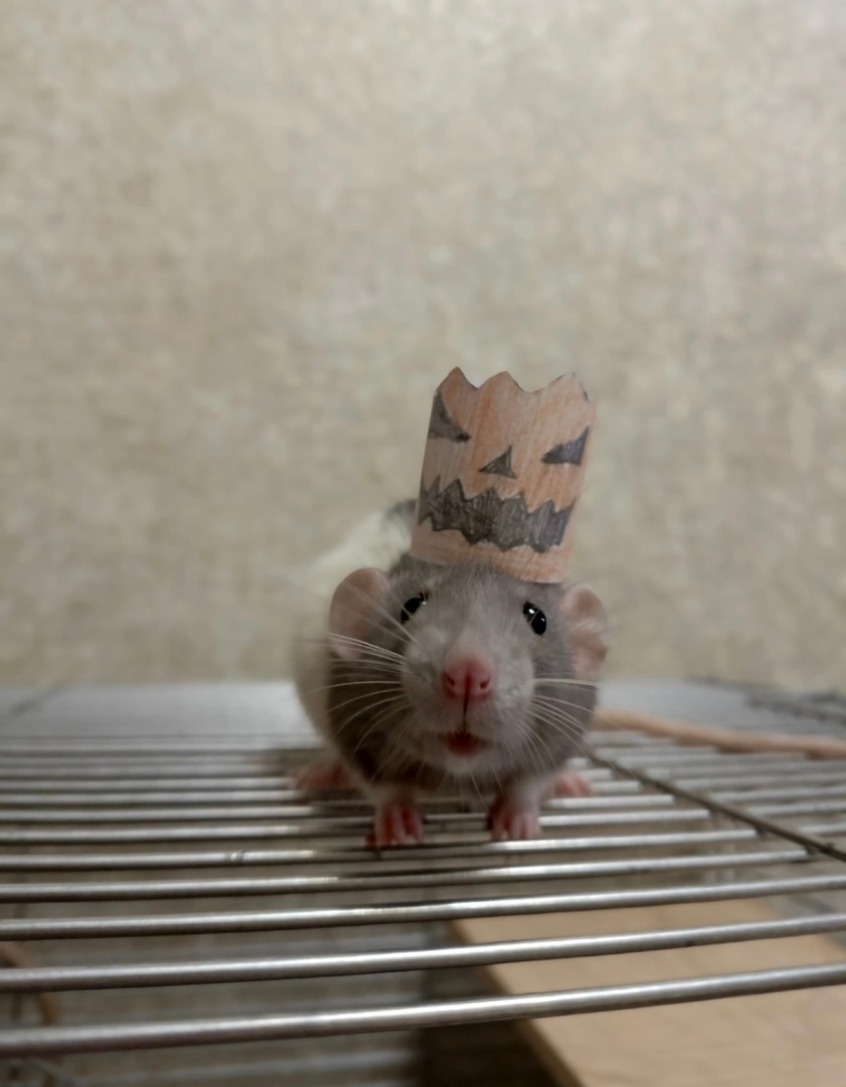 Милая крыска.