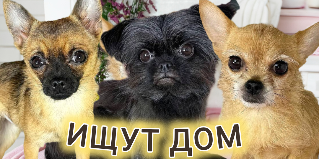 Собачки весом менее 3-х кг ИЩУТ ДОМ! Череда, Гвоздика, Календула. Заберите домой свой цветочек 🌷