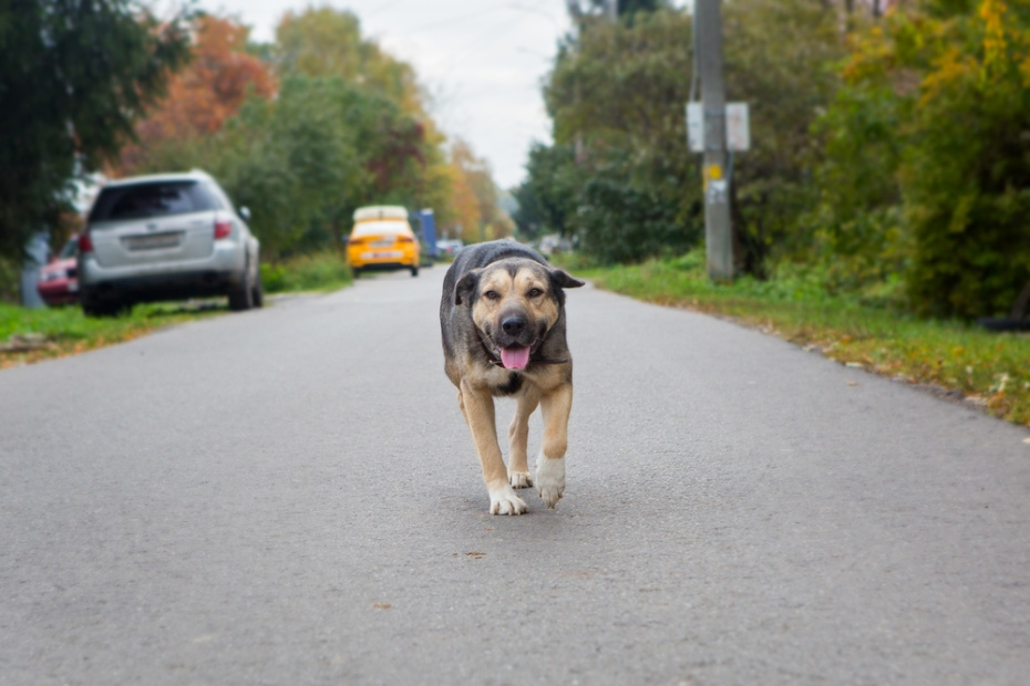    Shutterstock/FOTODOM