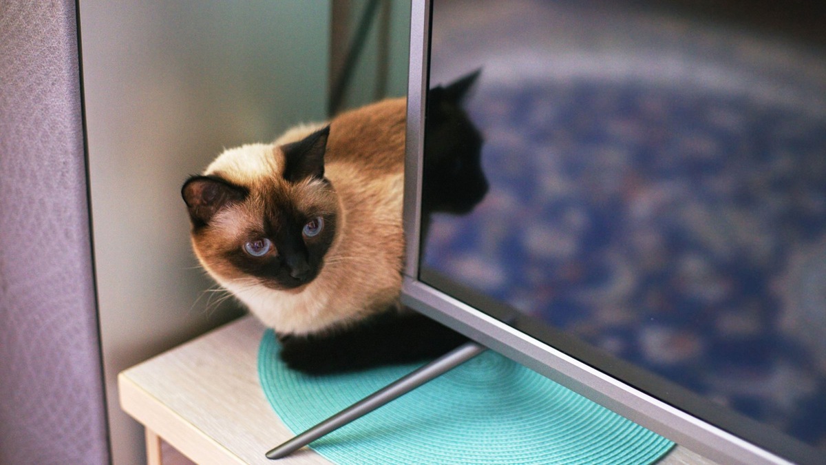    Внимание кошки к экрану — это проявление древних инстинктов в цифровую эпоху