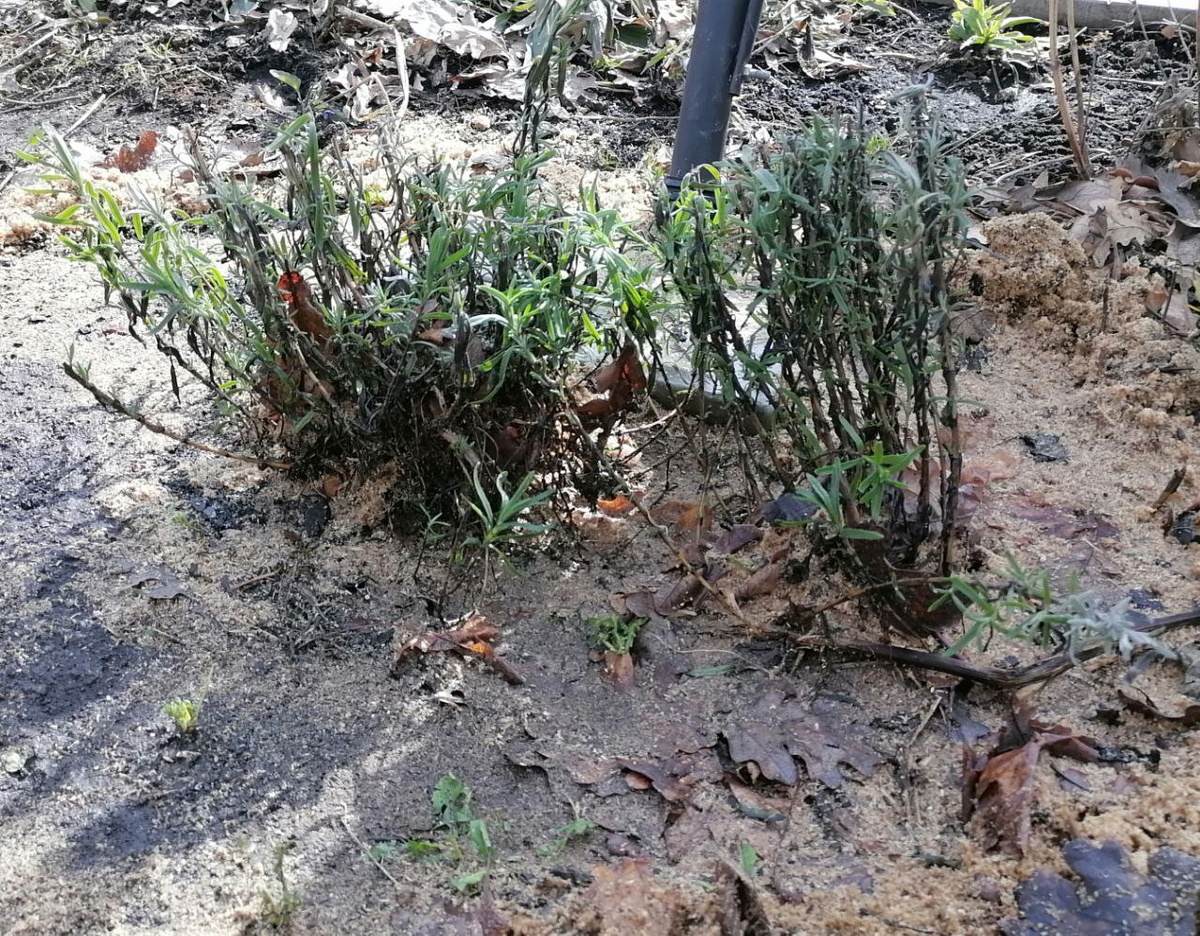 Лаванда сразу после схода снега, фото автора