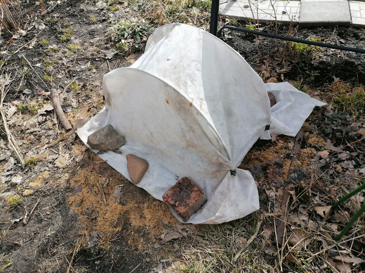 Укрыла куст лаванды, затенила, одновременно проливала теплой водой, фото автора