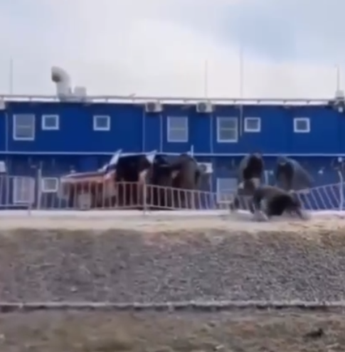 Фото: скрин видео.