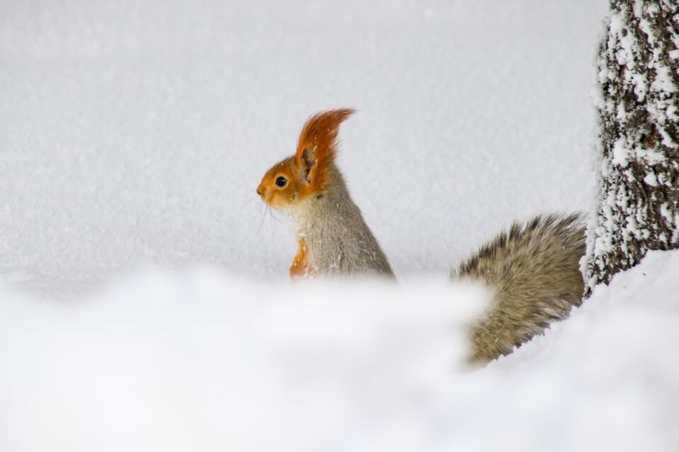    Зима в Барнауле. Белка. Источник: Виталий Барабаш