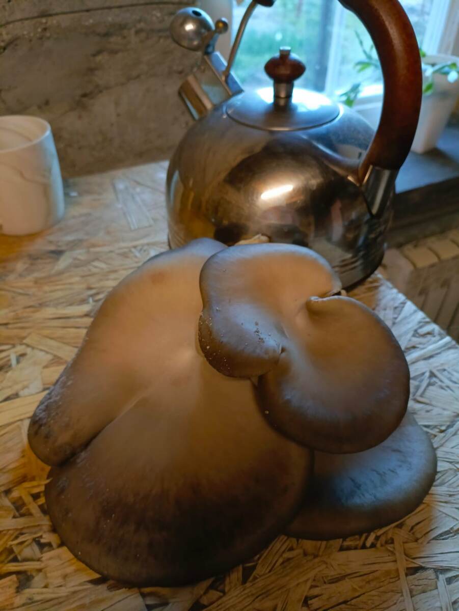 Во какие лопухи выросли