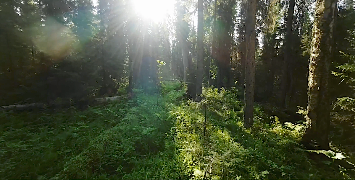 Кадр фильм «Лес. Хранитель жизни» студии «Лесфильм» / ncientforest.ru