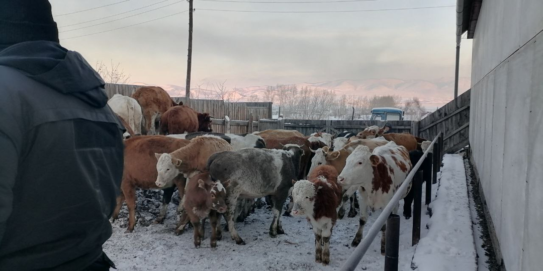 Изъятие скота в Сибири: цифры, компенсации и что делать, чтобы отсудить свои деньги