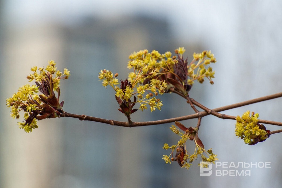   Максим Платонов / realnoevremya.ru