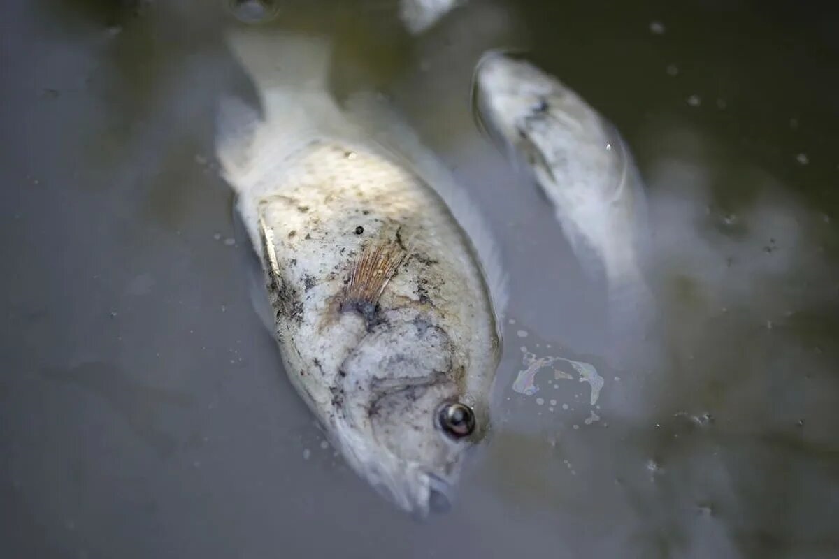 Фото с сайта: https://onedio.com/haber/rio-olimpiyatlarinda-sporcularin-ve-seyircilerin-yakalanabilecegi-11-korkunc-hastalik-724965