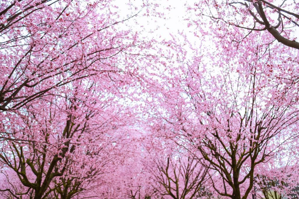    Фото: Варвара Вострокнутова, «КИ»