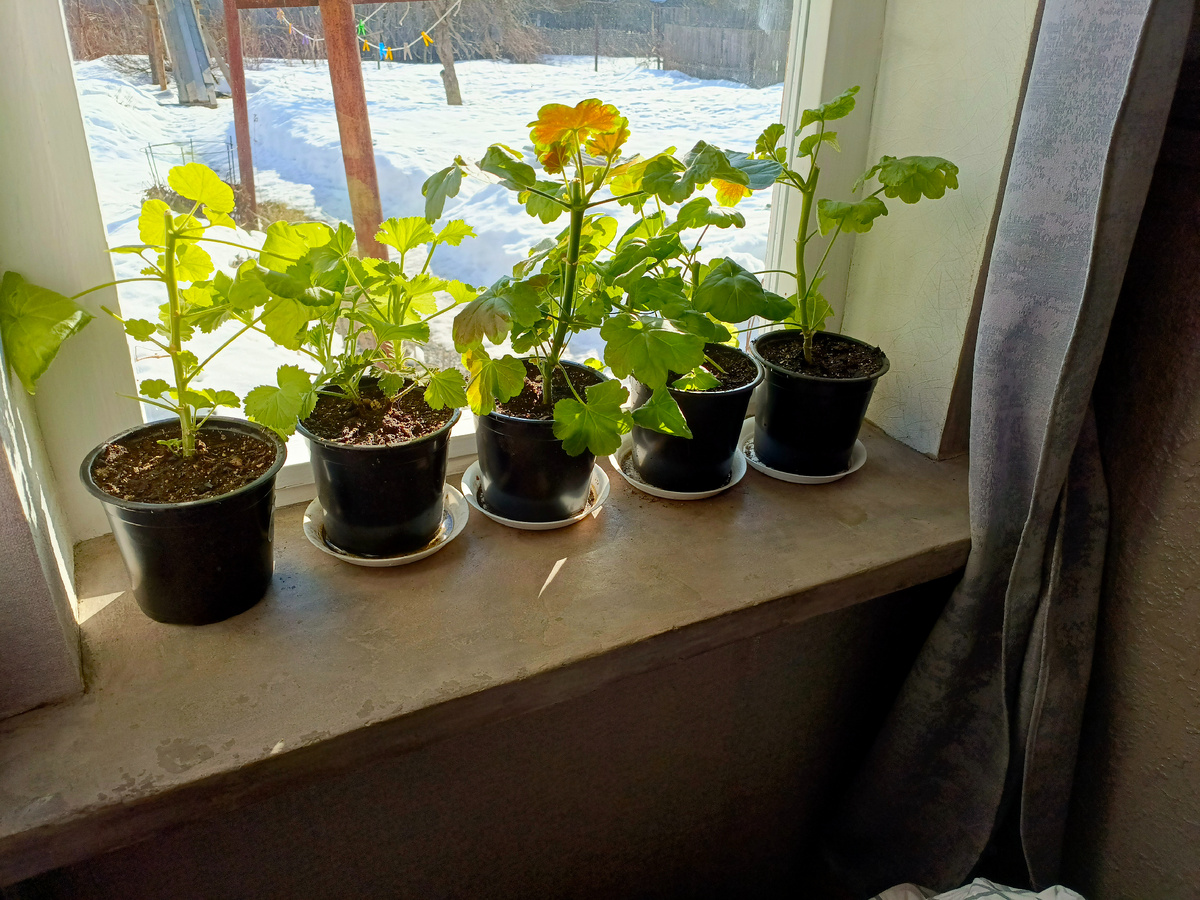 Ждут своего часа