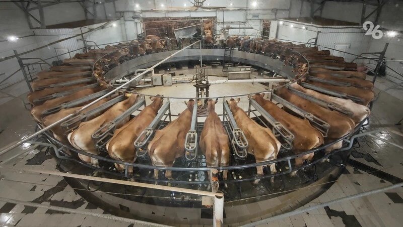      Фото: ИА «Победа26»